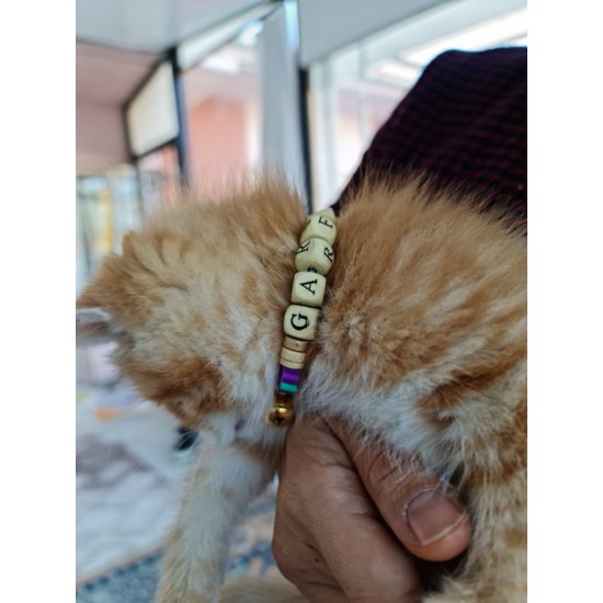 KEDİ TASMASI/KİŞİSELLEŞTİRİLEBİLİR