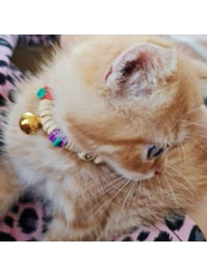 KEDİ TASMASI/KİŞİSELLEŞTİRİLEBİLİR