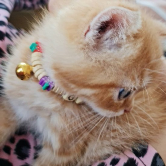 KEDİ TASMASI/KİŞİSELLEŞTİRİLEBİLİR
