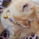 KEDİ TASMASI/KİŞİSELLEŞTİRİLEBİLİR
